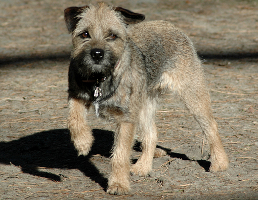border_terier_pes
